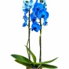 ORQUIDEA AZUL CON MACETA DORADA
