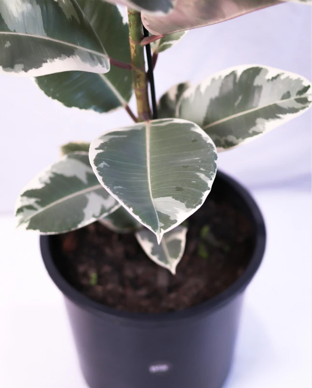 Ficus Elástica XL - Variegado - H: 1m Ficus Elástica XL - Variegado - H: 1m
