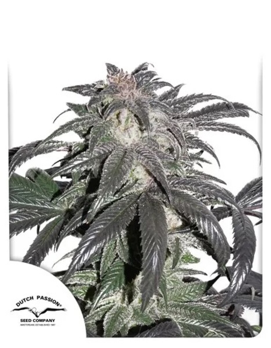 FEM - BUBBA ISLAND KUSH X3 UNIDADES 