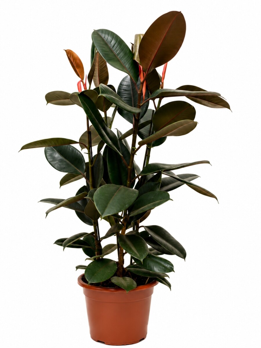 FICUS ELASTICA (GOMERO) NEGRO (BURGUNDY) L VARIAS RAMAS FICUS ELASTICA (GOMERO) NEGRO (BURGUNDY) L VARIAS RAMAS