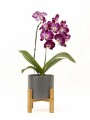 ORQUIDEA CURVA CON MACETA GRIS OSCURO Y SOPORTE