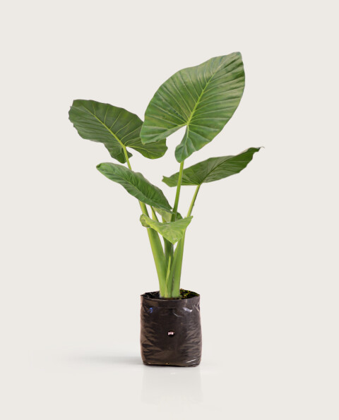 Alocasia Odora - H: 1m Alocasia Odora - H: 1m