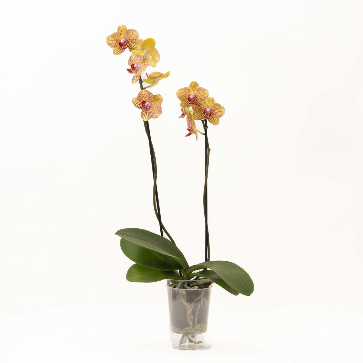ORQUIDEA - CON PORTA MACETA TRANSPARENTE 