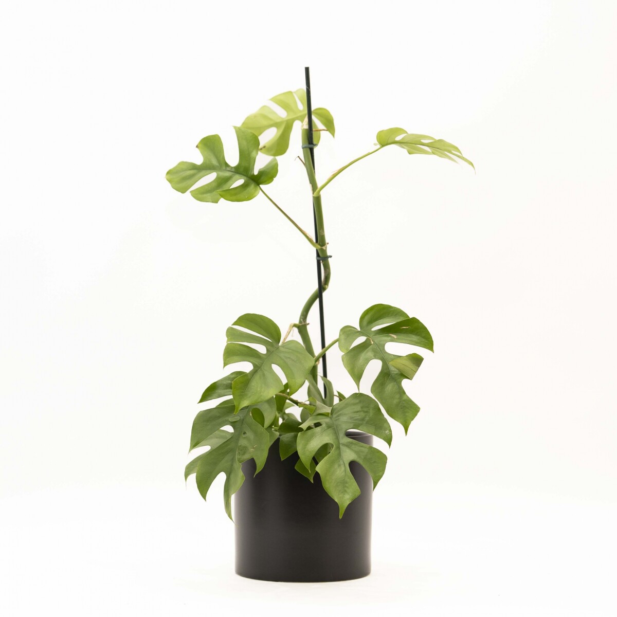 MONSTERA MINIMA - CON PORTAMACETA NEGRO 