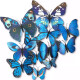 Mariposas con Imán x12 Azul