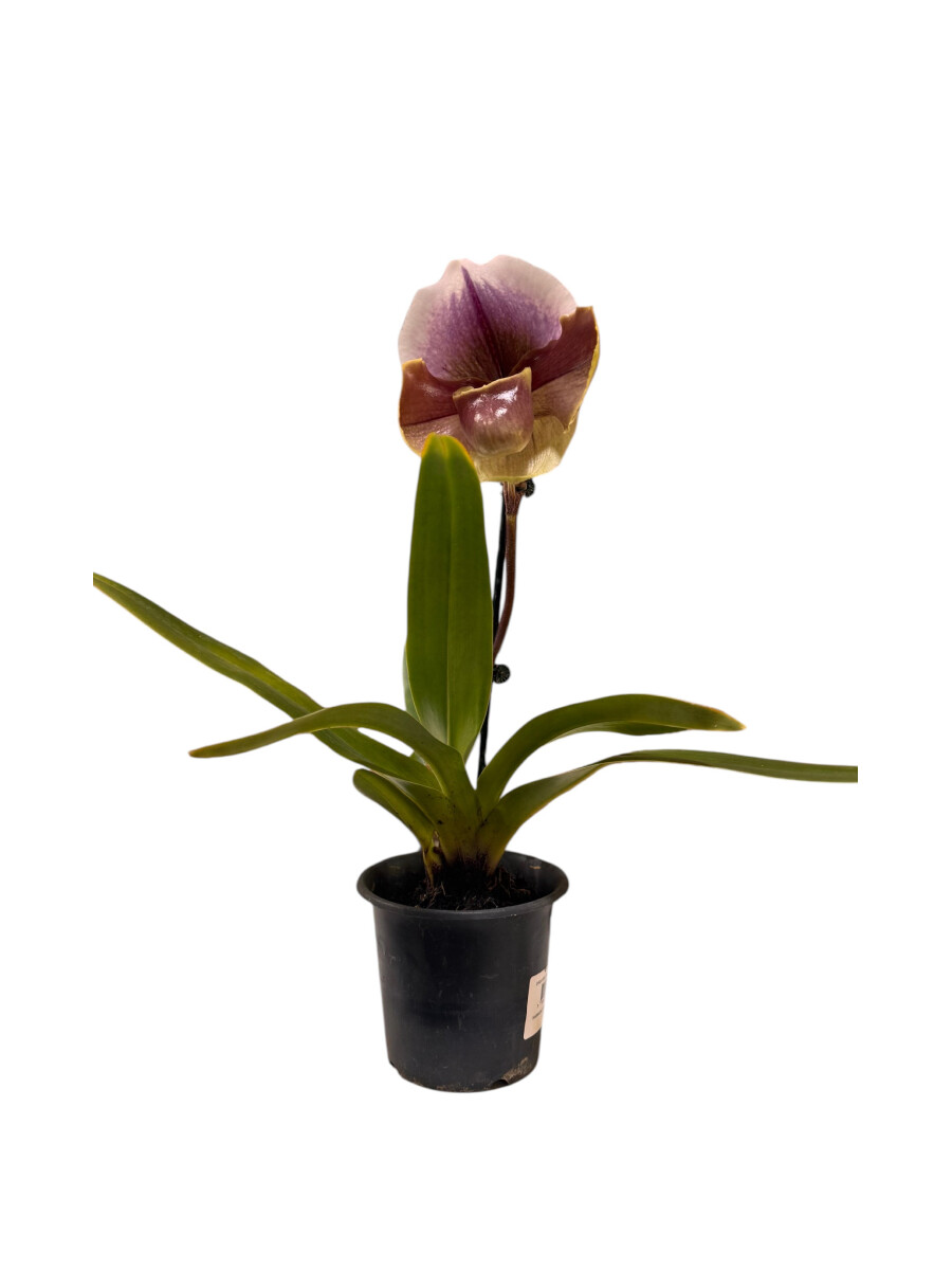 ORQUÍDEA PAPHIOPEDILUM - VIOLETA 
