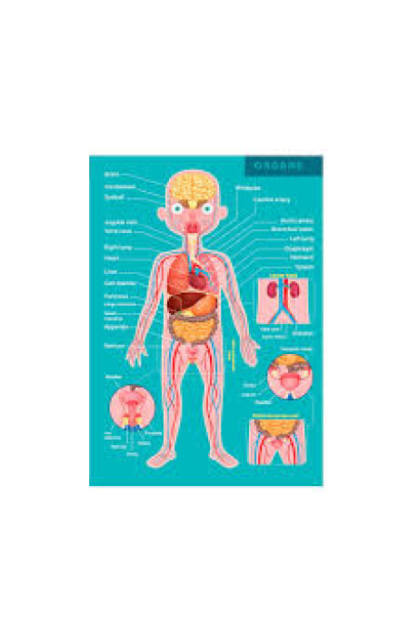PUZZLE CUERPO HUMANO 100 PIEZAS PUZZLE CUERPO HUMANO 100 PIEZAS