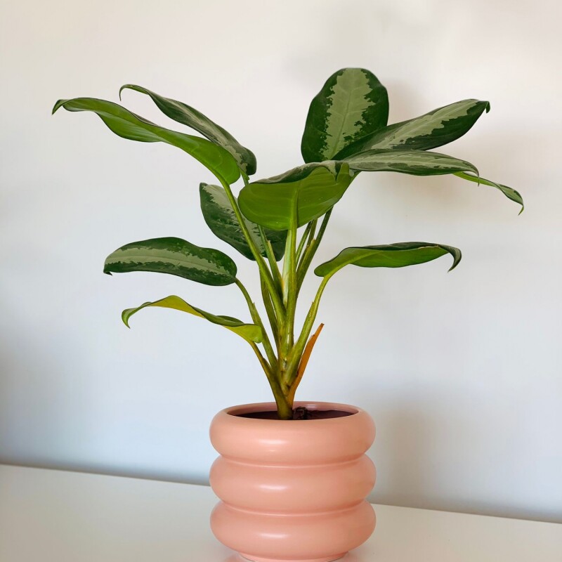 Maceta cerámica Olivia Rosa