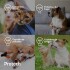 PROTECH PIPETA ANTIPULGAS Y GARRAPATAS CON ACCIÓN AMBIENTAL PARA PERROS DE 5 A 10 KG