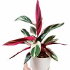 CALATHEA TRIOSTAR CON MACETA NEGRA