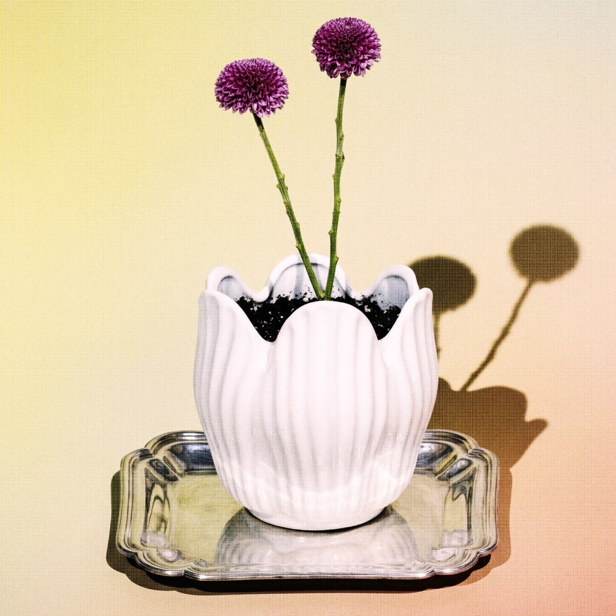 Maceta de cerámica Tulipán - blanco 