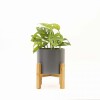 MONSTERA ADANSONII CON MACETA CERAMICA GRIS OSCURA CON SOPORTE