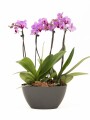 ARREGLO ORQUIDEAS MINI EN MACETA OVAL ARREGLO ORQUIDEAS MINI EN MACETA OVAL