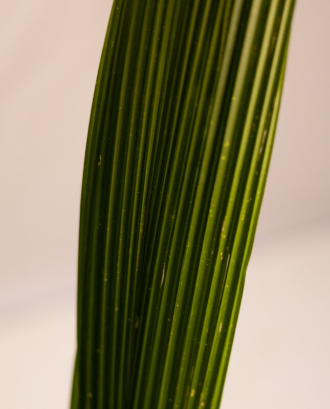 Palmera Pindo XS H: 70cm