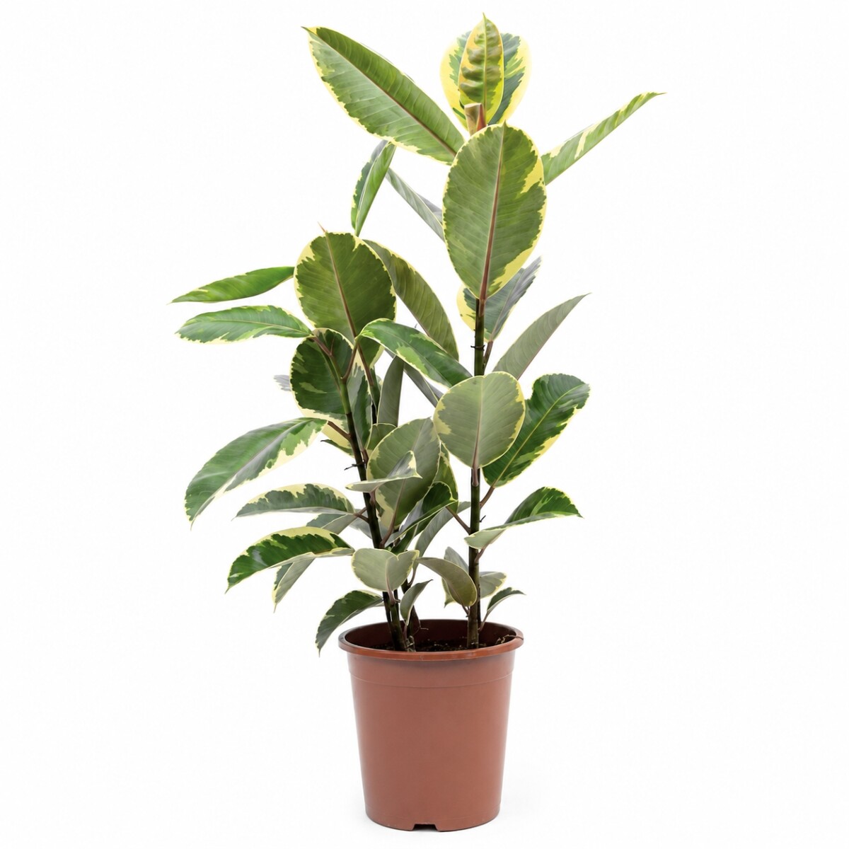 FICUS ELASTICA (GOMERO) VARIEGADO BLANCO (TINEKE) L VARIAS RAMAS 