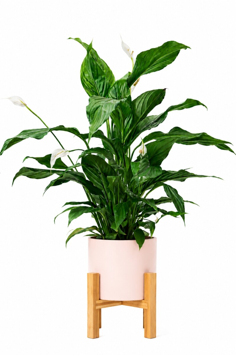 LIRIO DE LA PAZ EN MACETA CERAMICA CON SOPORTE - ROSA 