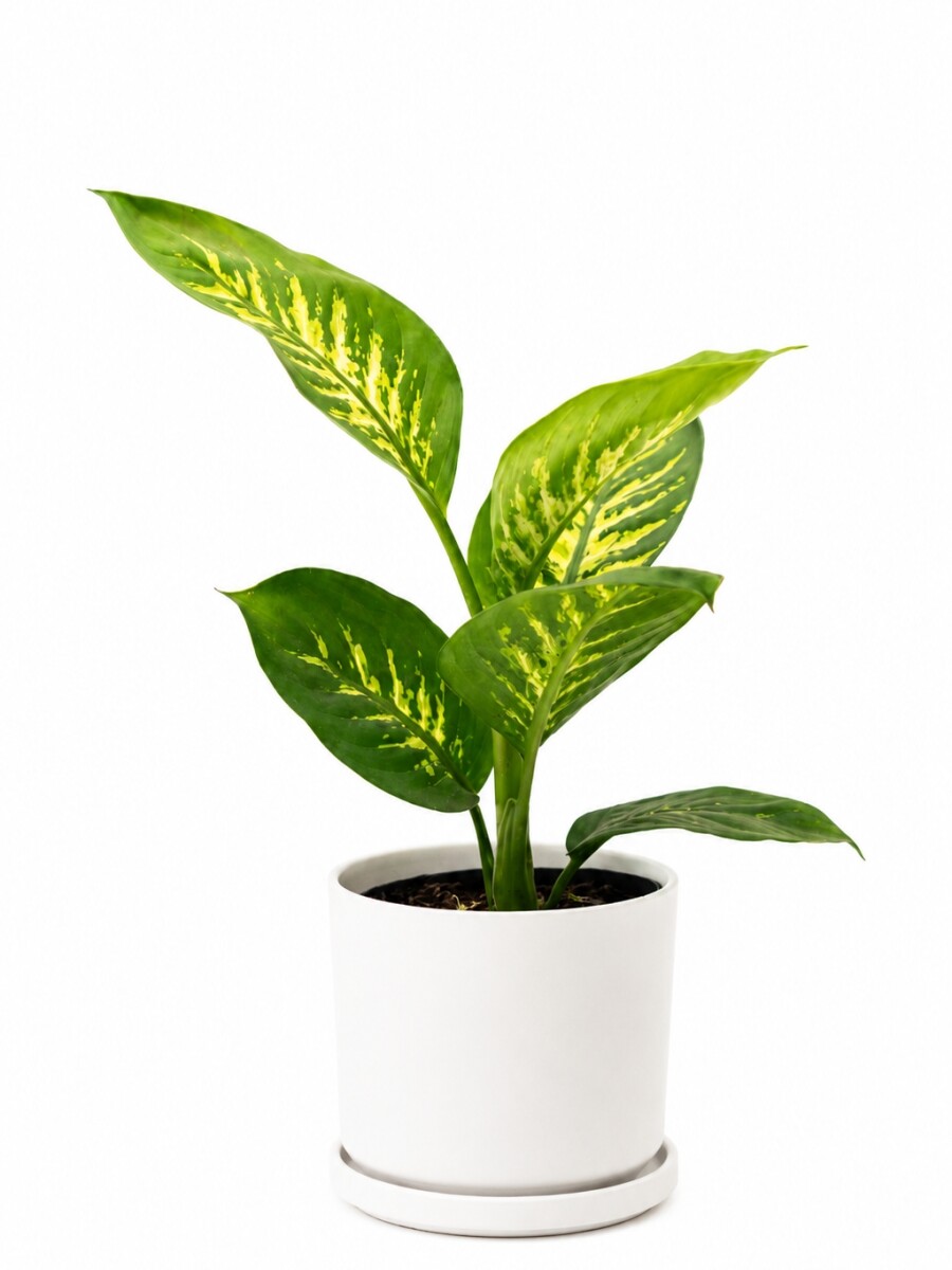 DIEFFENBACHIA EN MACETA CERAMICA BLANCA