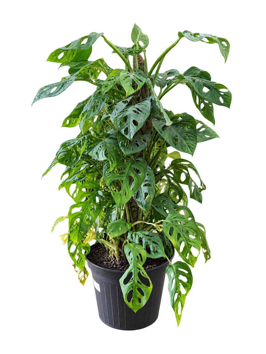 Monstera Adansonii Monstera Adansonii
