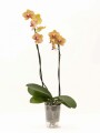 ORQUIDEA CON PORTA MACETA TRANSPARENTE