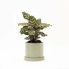 CALATHEA CON MACETA CERAMICA CON PLATO VERDE AGUA