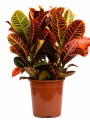 CROTON L CROTON L