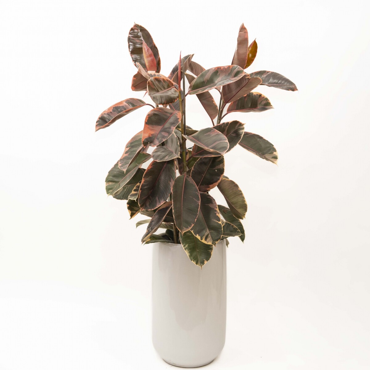 FICUS ELASTICA RUBY EN MACETA CERAMICA ESMALTADA BLANCA 
