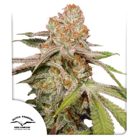 AUTO MAC 1 X3 AUTO MAC 1 X3