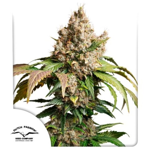 AUTO RED TROPICANA COOKIES X3 AUTO RED TROPICANA COOKIES X3