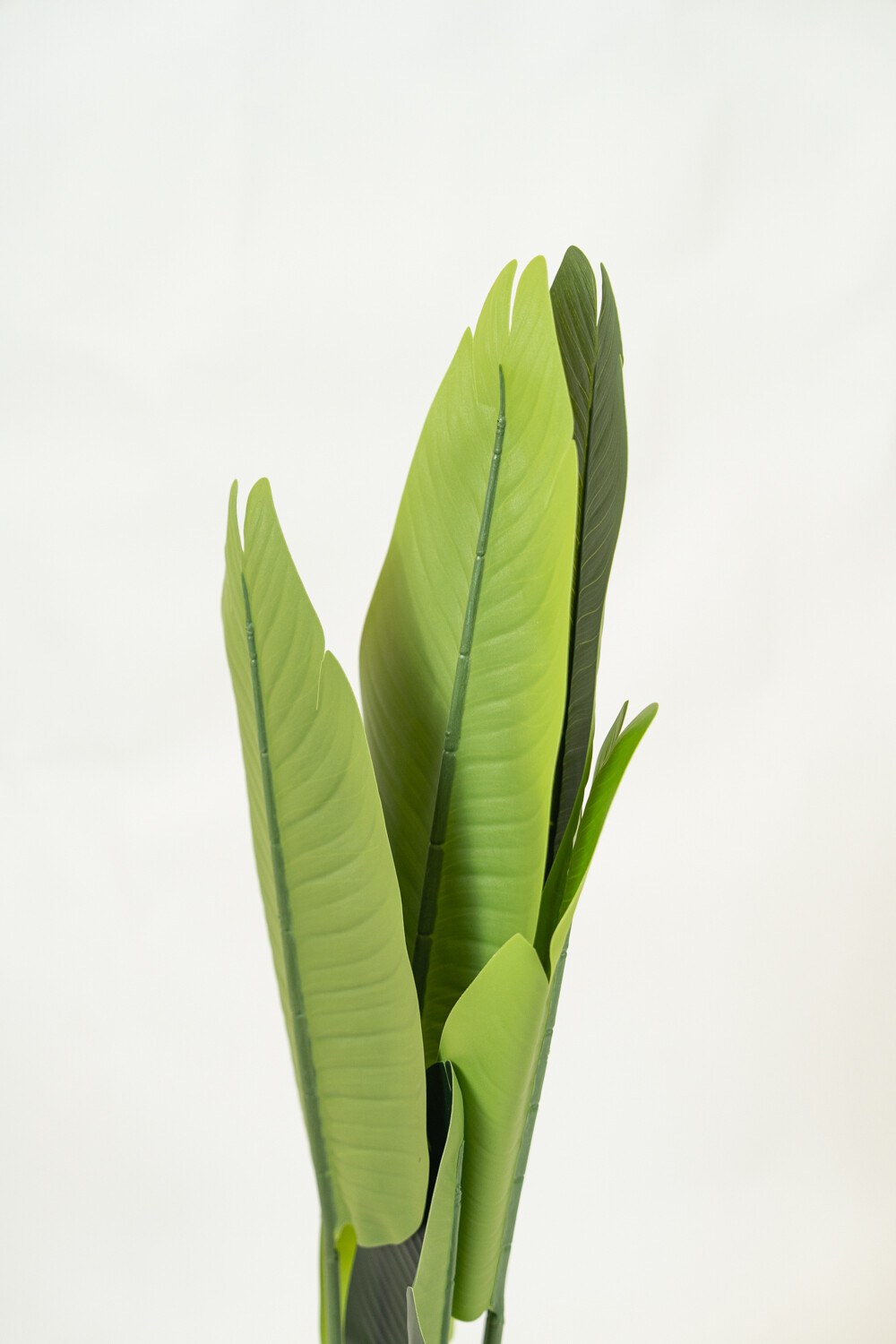 Planta Plátano Color Unico