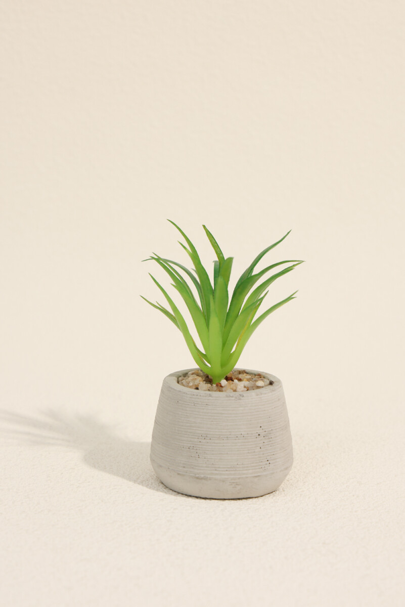 Planta Suculenta 694 Mini, Mix - Color Unico 