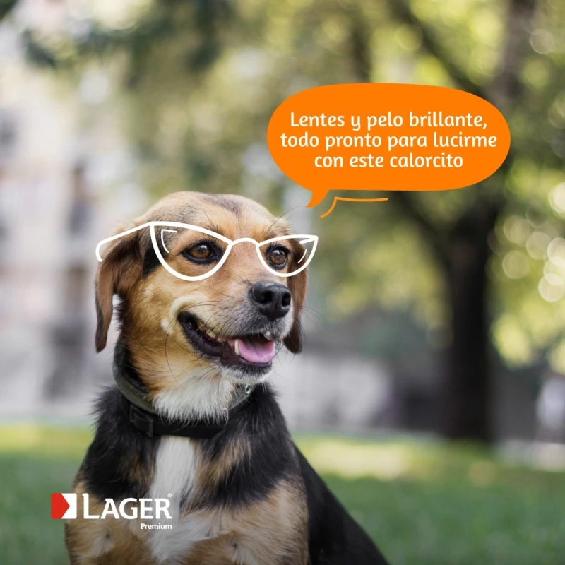 LAGER PERROS ADULTOS 10 KG + PIPETA PROTECH DE 26 A 40KG DE REGALO