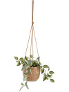 Planta artificial ASGAR A24cm verde Planta artificial ASGAR A24cm verde