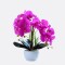 Orquidea Con Maceta Blanca Fucsia