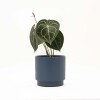 ANTHURIO CLARINERVIUM CON MACETA CERAMICA AZUL