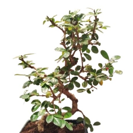 BONSAI DE 12 AÑOS 001