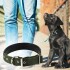 Collar Ajustable Reforzado Hebilla Nylon Perro Gato Mediano Variante Color Verde