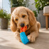 Juguete Morder Perros Gatos Limpieza Dental Golosinas Premio Color Celeste Naranja