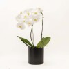 ORQUIDEA CURVA CON MACETA NEGRA