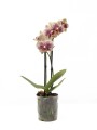 ORQUÍDEA PHALAENOPSIS MINI ORQUÍDEA PHALAENOPSIS MINI