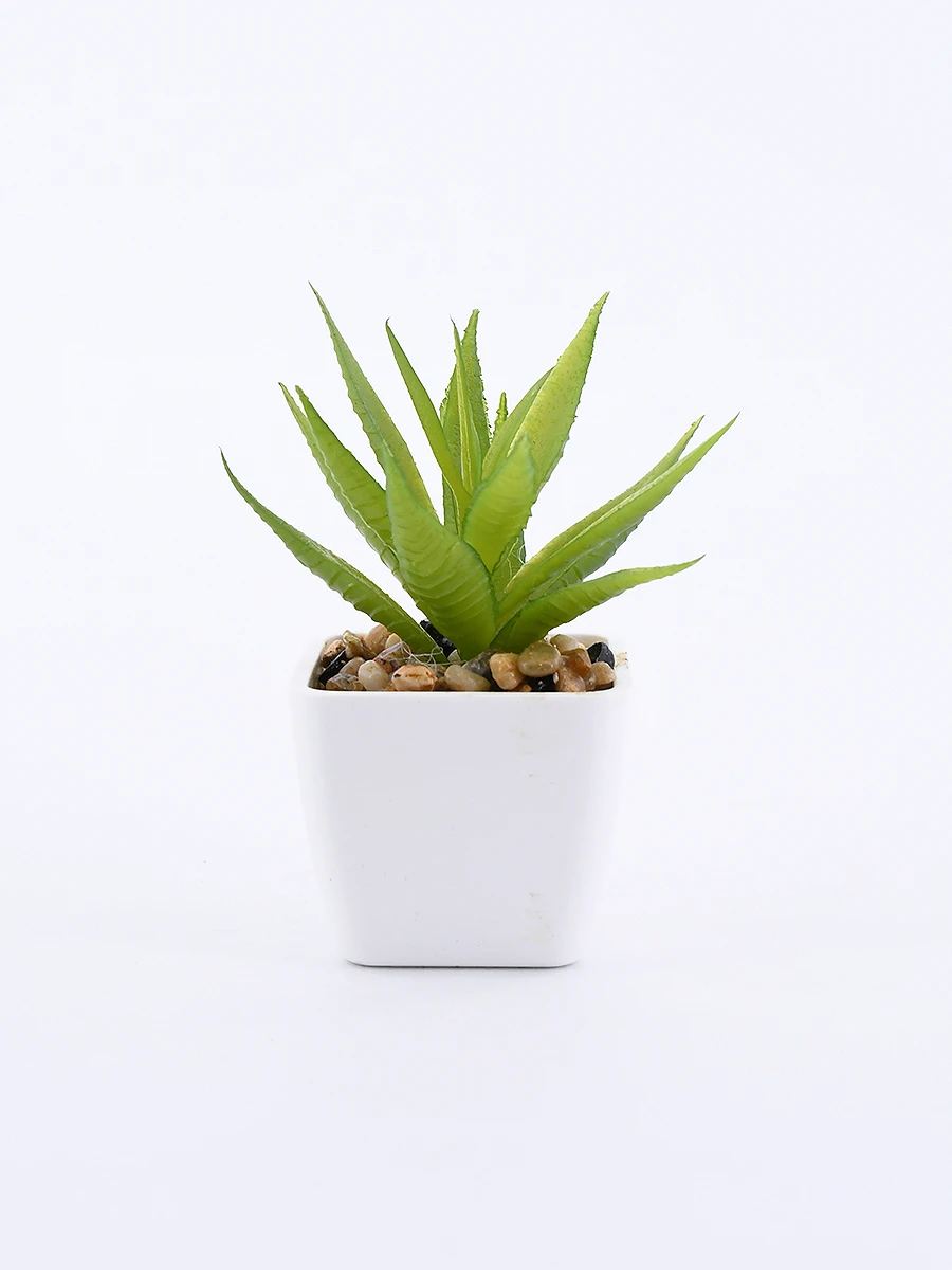 SUCULENTA - VERDE 