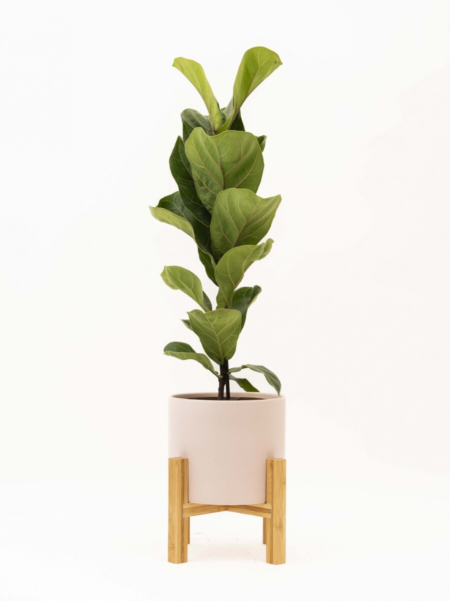 FICUS LYRATA BABY CON MACETA CERAMICA ROSA CON SOPORTE