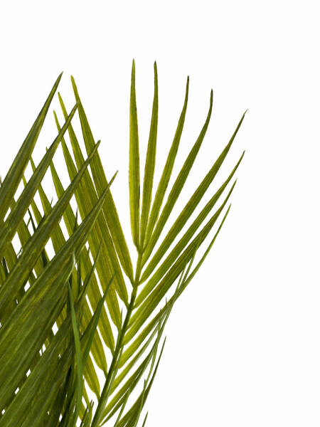 PALMERA VERDE