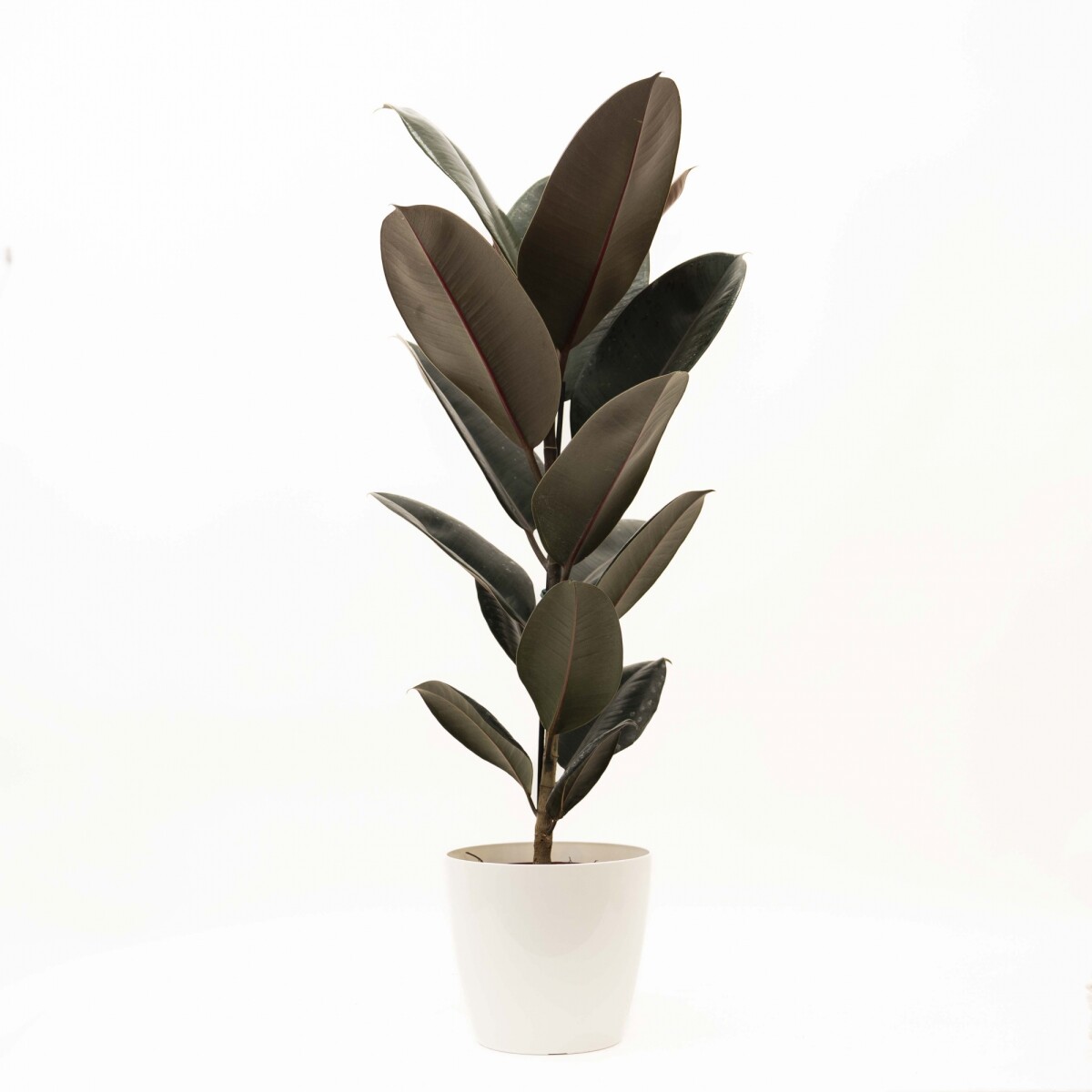 FICUS ELASTICA BURGUNDY EN PORTAMACETA PLASTICO - BLANCO 