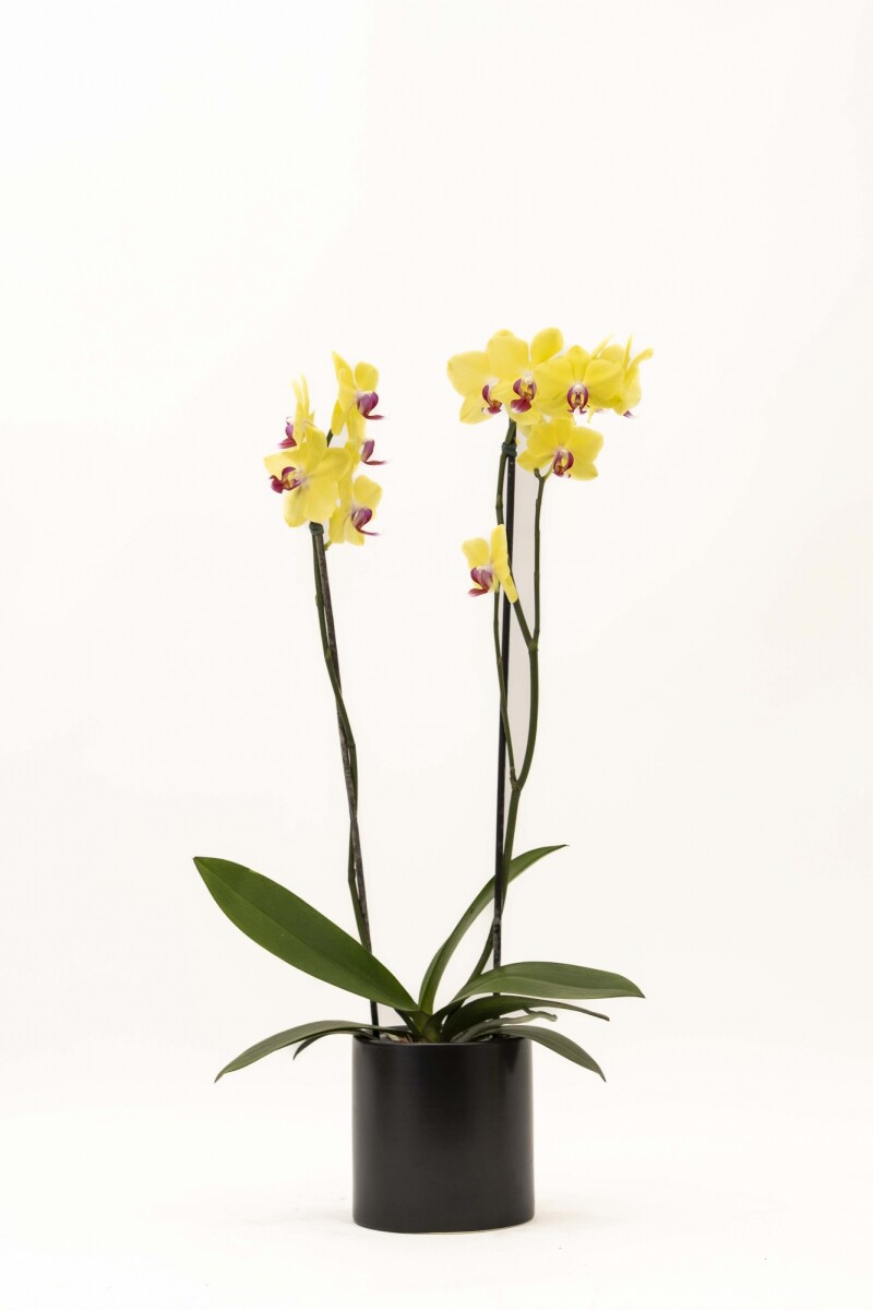 ORQUIDEA - CON MACETA MINIMALISTA NEGRA 