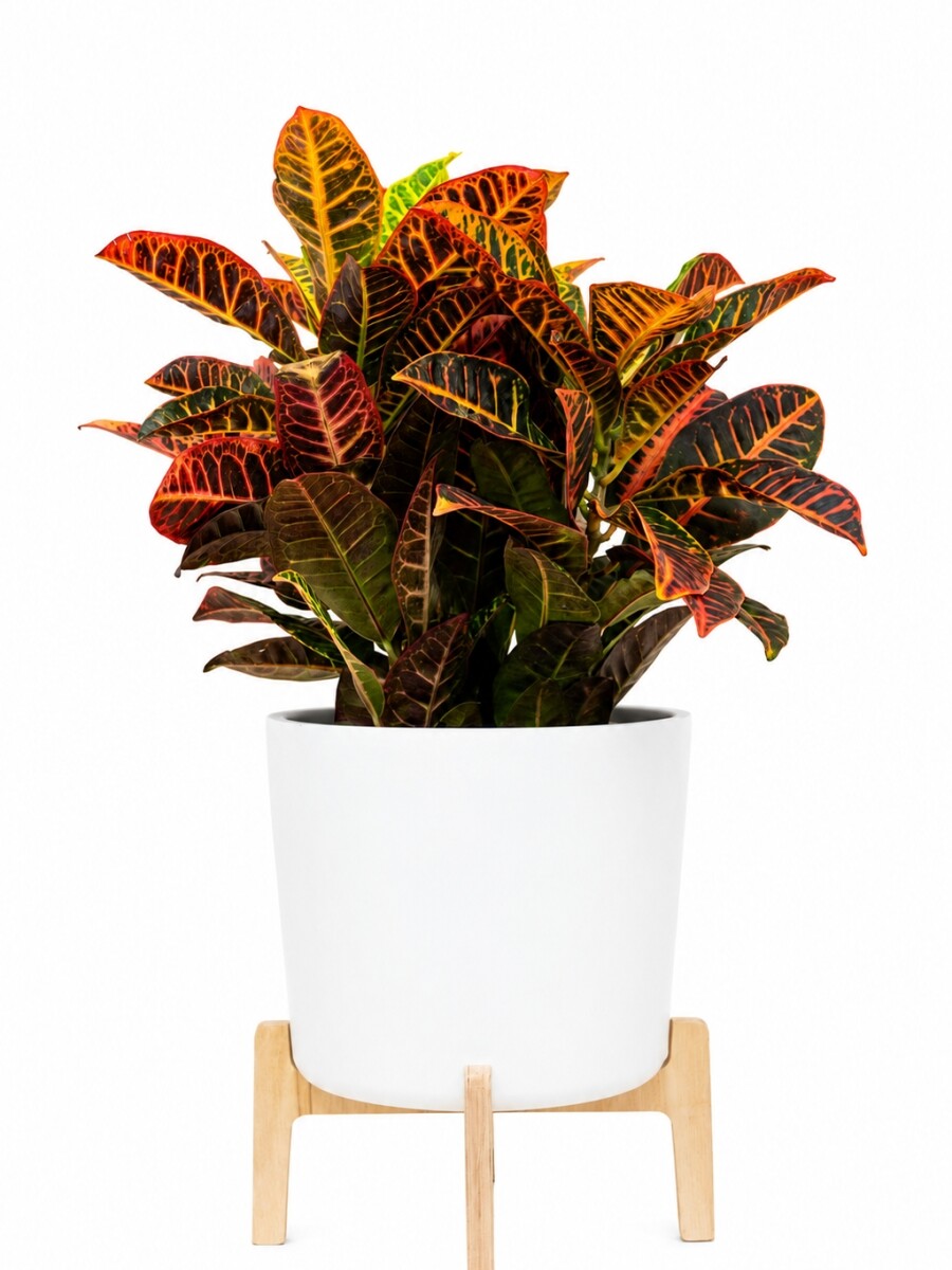 CROTON CON MACETA CERAMICA CON SOPORTE CROTON CON MACETA CERAMICA CON SOPORTE