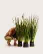 KIT Jardinera "Negro mate" 1m* 30cm* 30cm* con Dietes, Sustratos y cubresuelo