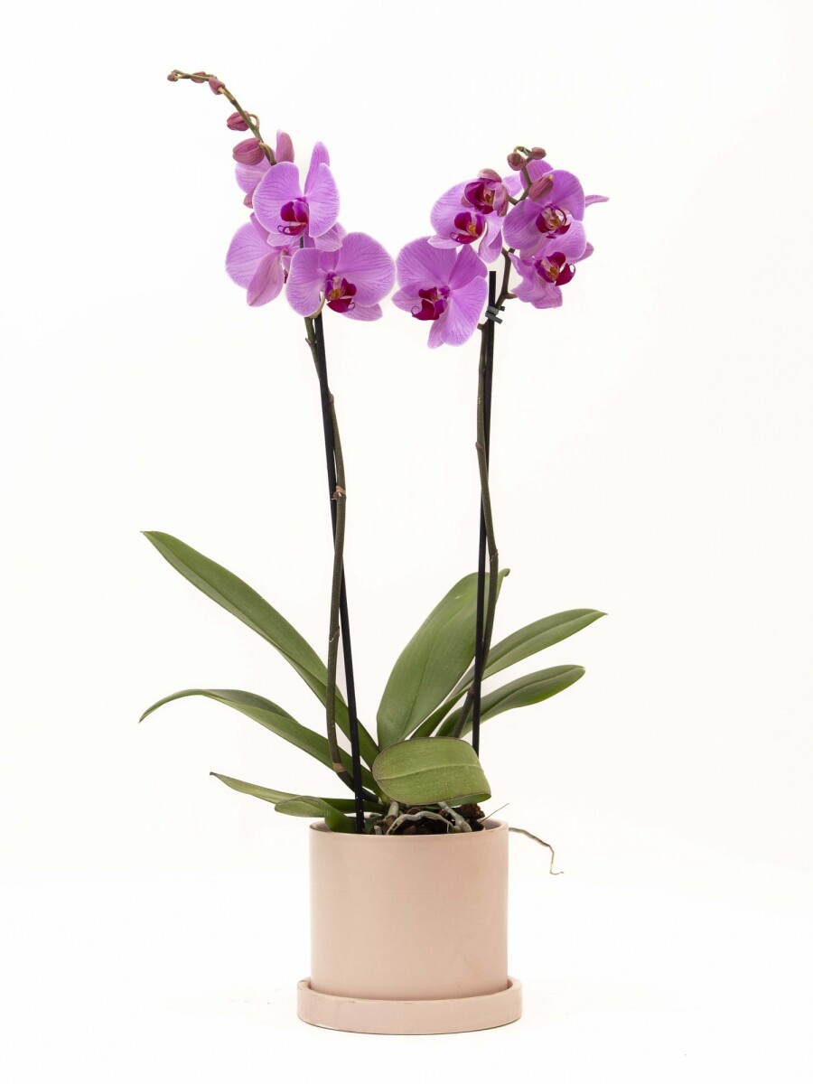 ORQUÍDEA CON MACETA ROSA