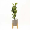 FICUS LYRATA BABY CON MACETA CERAMICA GRIS CON SOPORTE