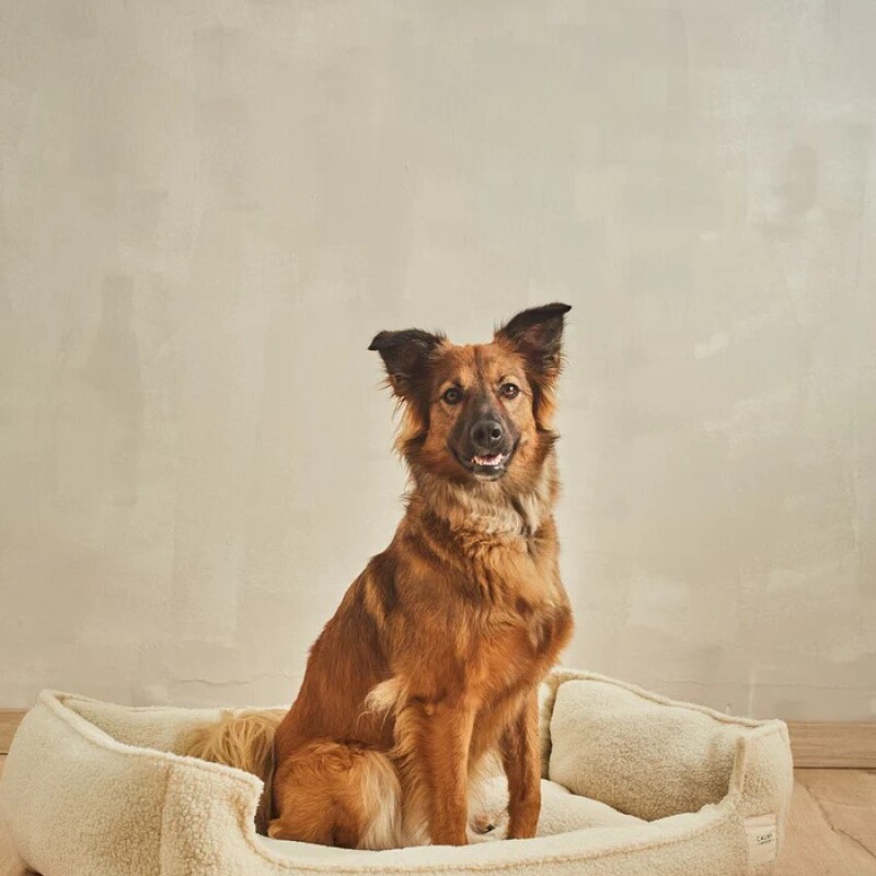 Cama para Mascotas Beige