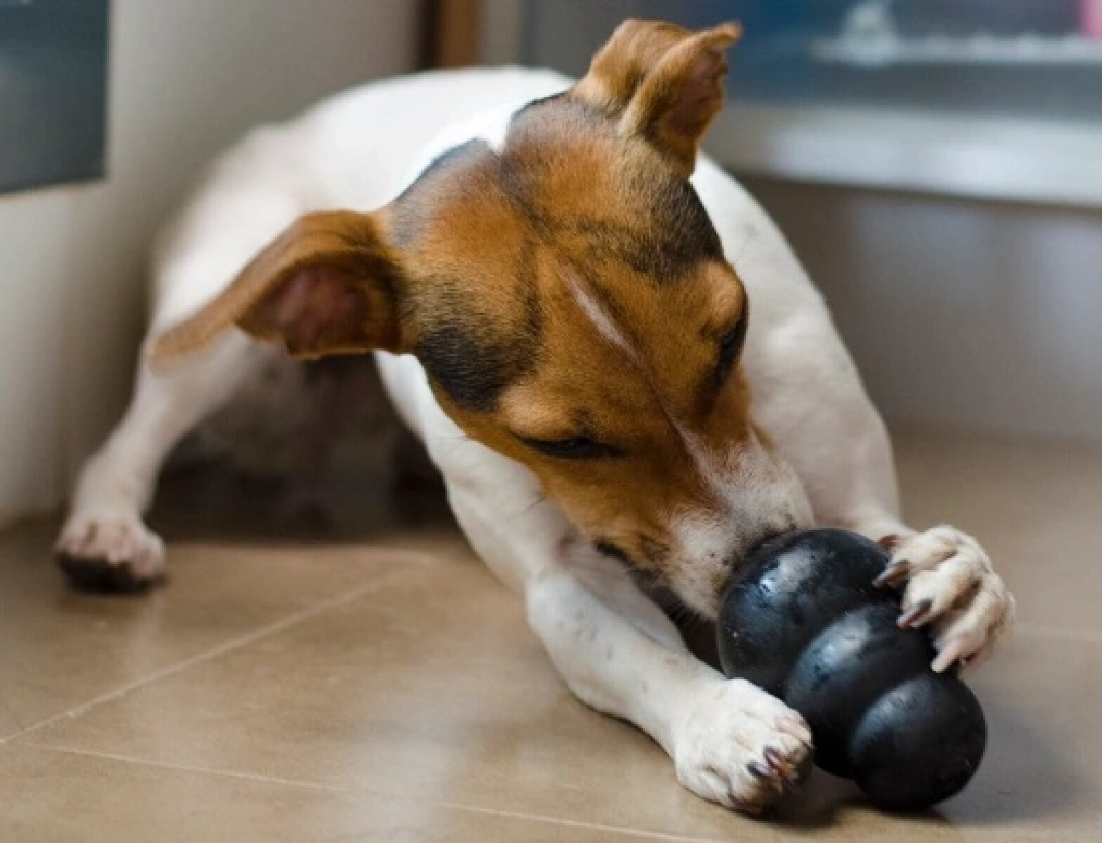 Kong Extreme Small 